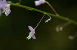 Nakedflower ticktrefoil